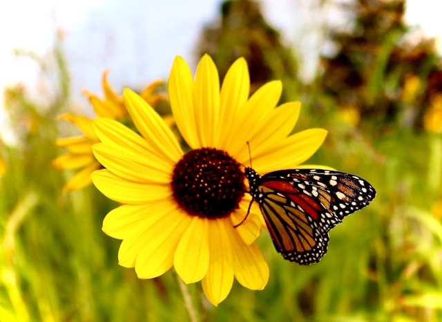 Butterfly and Sunflower Wall Decals: Building a Bright Floral Nursery Theme