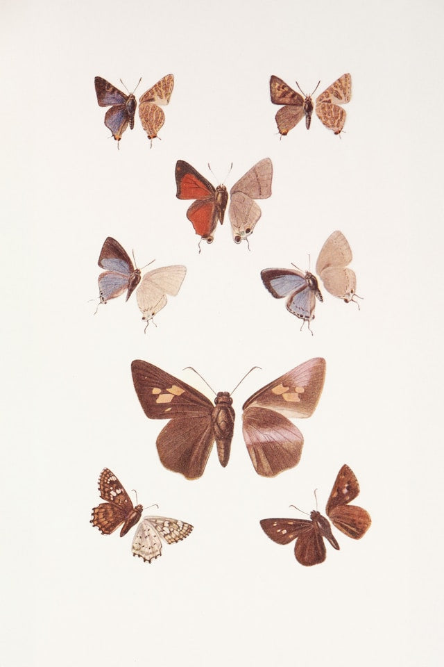 Pink and Purple Butterfly Decals: Styling Girls Rooms Without Overusing One Color