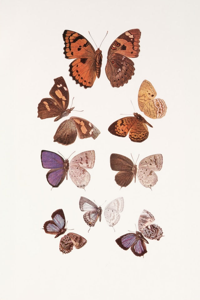 How to Arrange Butterfly Wall Stickers in Flying Patterns Around Beds and Dressers