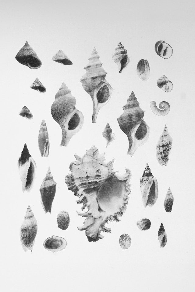Ocean vs Jungle Wall Decals: Comparing Color, Scale, and Nursery Styling