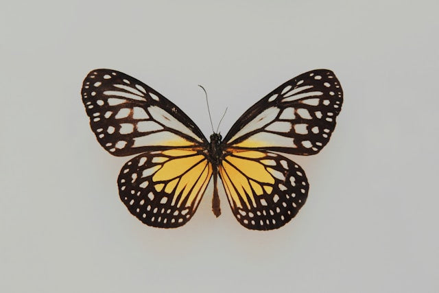 Butterfly and Seashell Nursery Name Signs: How to Build a Whimsical Personalized Room