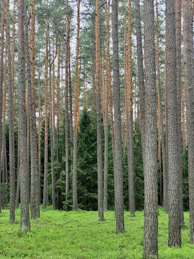 Forest Tree Wall Stickers for Nurseries: Choosing Pine Trees, Birch Trees, and Large Woodland Murals
