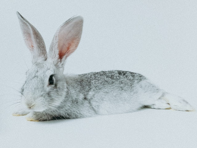 Flying Bunny and Airplane Animal Decals: Creating a Travel-Inspired Kids Room