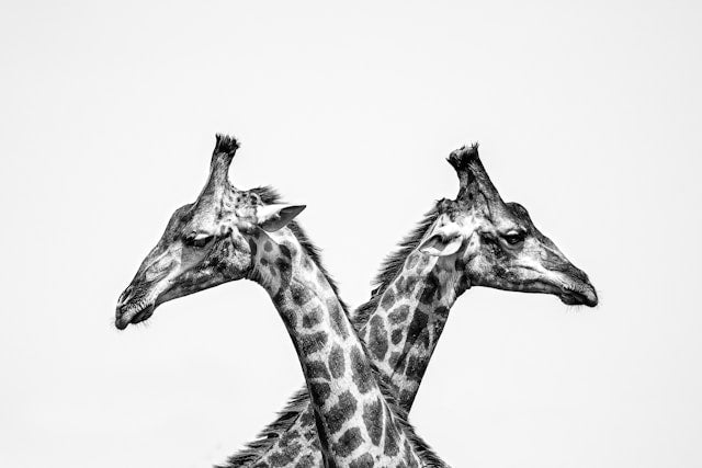 How to Style Giraffe Wall Decals Without Making a Small Nursery Feel Crowded