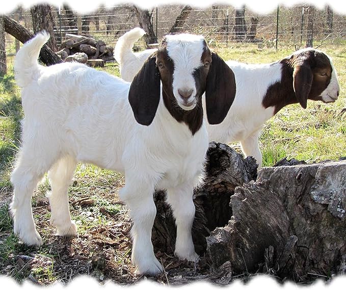 CafePress Twin Goats in The Woods Throw Blanket Super Soft Fleece Plush Throw Blanket, 60"x50"