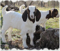 CafePress Twin Goats in The Woods Throw Blanket Super Soft Fleece Plush Throw Blanket, 60"x50"
