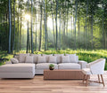 Sunshine Forest Mural Wallpaper Landscape Tree Wallpaper Large Nature Scenery Wall Mural for Living Room (not self-Adhesive)