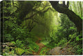 SIGNWIN-Canvas Wall Art-Sunshine in The Forest -Canvas Prints Home Artwork Decoration for Living Room,Bedroom - 24x36 inches