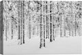 SIGNWIN Canvas Wall Art Winter Snow Covered Birch Trees on The Hillside Nature Forest Modern Art Traditional Scenic Dramatic Black and White for Living Room, Bedroom, Office - 32x48 inches