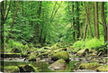 SIGNWIN-Canvas Wall Art-Sunshine in The Forest -Canvas Prints Home Artwork Decoration for Living Room,Bedroom - 32x48 inches